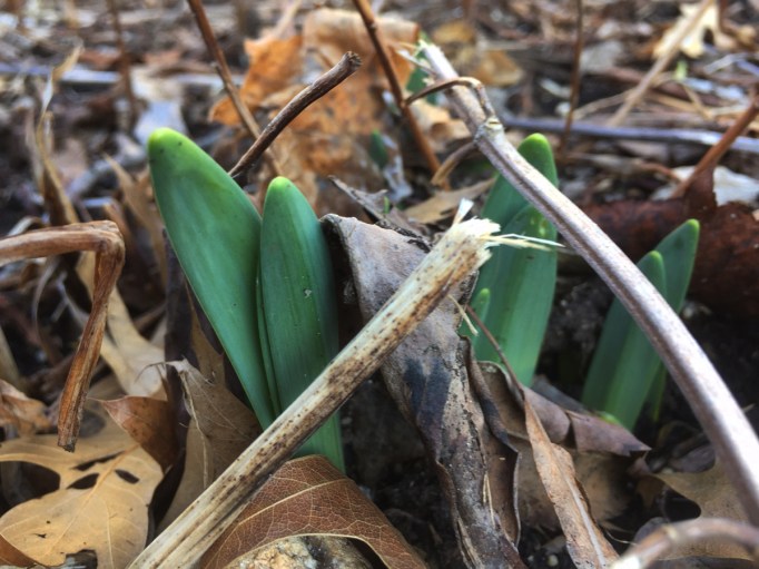 daffodils-pushing-up-through-brown-leaves
