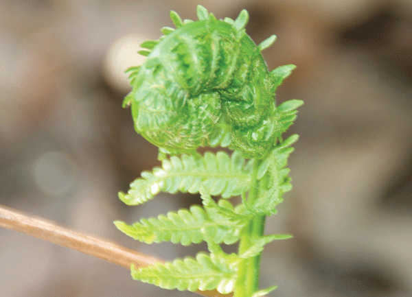 fern2