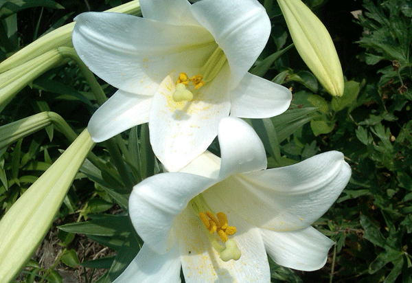 white-lilies-for-fb