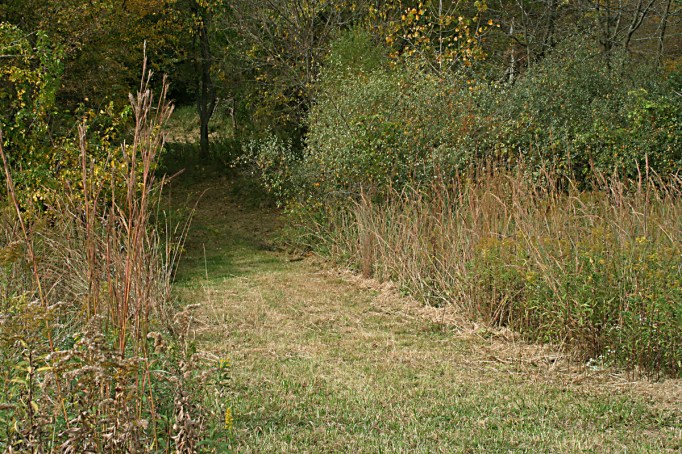 path-into-woods-for-fb