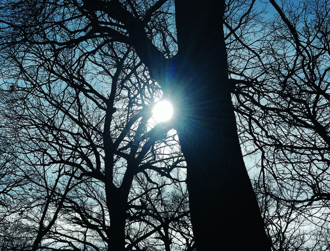 sun through trees for fb