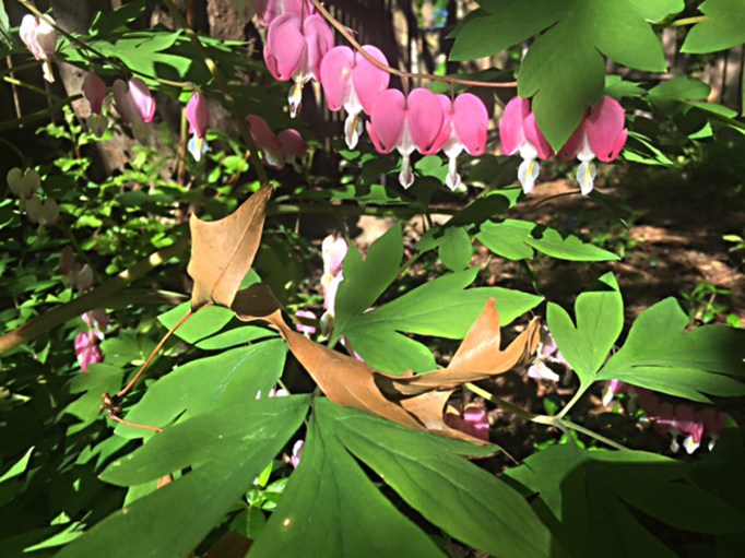 bleeding heart and autumn leaf