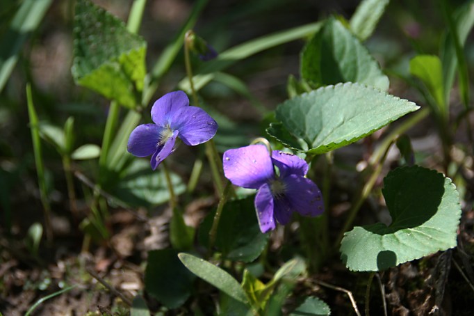 purple violets