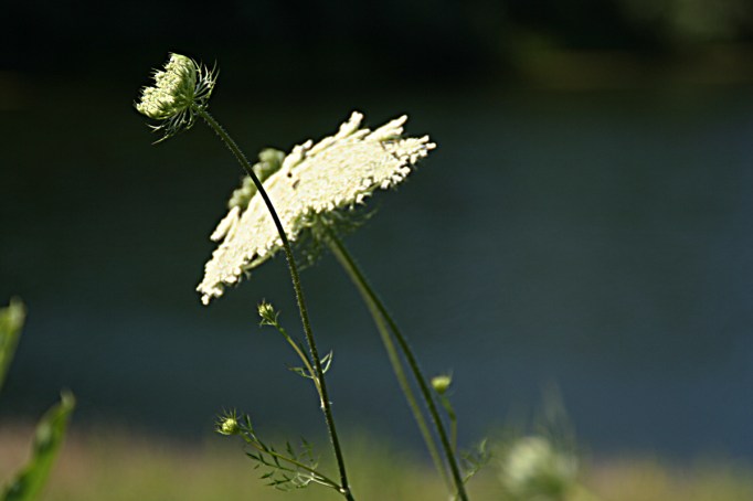 queen annes lace for blog