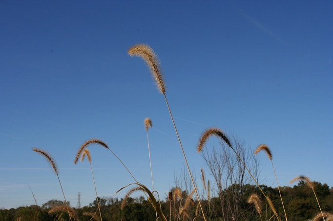 autumn grass against sky